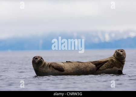 Le phoque, phoque commun (Phoca vitulina), deux individus dans la mer, la Norvège Banque D'Images