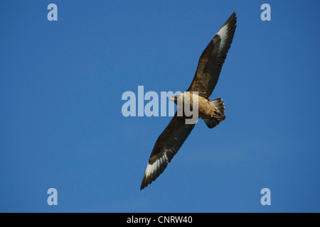 Grand labbe (Catharacta skua), en vol, la Norvège Banque D'Images