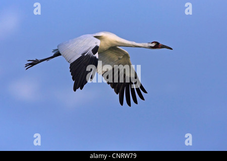 Grue blanche (Grus americana), voler, USA, Floride Banque D'Images