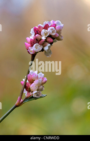 La renouée persicaire (Polygonum persicaria), inflorescence, Allemagne, Rhénanie du Nord-Westphalie Banque D'Images