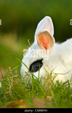 Lapin nain (Oryctolagus cuniculus f. domestica), lapin nain blanc avec des yeux noirs et les yeux bleus du cercle Banque D'Images