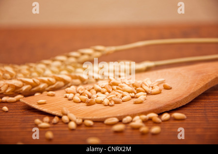 Beaucoup de grains de blé sur une vieille table de cuisine en bois Banque D'Images