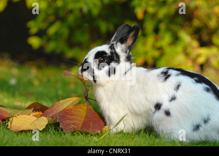 Lapin nain (Oryctolagus cuniculus f. domestica), pup, lapin tacheté Banque D'Images