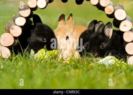 Lapin nain (Oryctolagus cuniculus f. domestica), pups, près de 4 semaines Banque D'Images