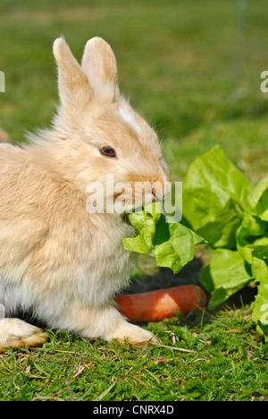 Lapin nain (Oryctolagus cuniculus f. domestica), pup, près de 4 semaines, se nourrit de fourrage Banque D'Images