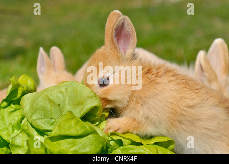 Lapin nain (Oryctolagus cuniculus f. domestica), pups, près de 4 semaines, se nourrissent de fourrage Banque D'Images