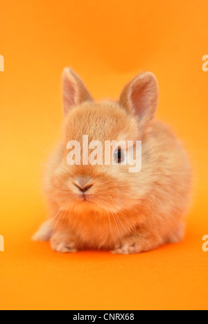 Lapin nain (Oryctolagus cuniculus f. domestica), pup, vers 4 semaines Banque D'Images