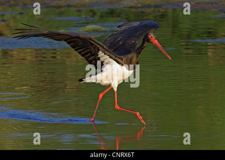 La cigogne noire (Ciconia nigra), l'alimentation en eau, Grèce, Lesbos Banque D'Images