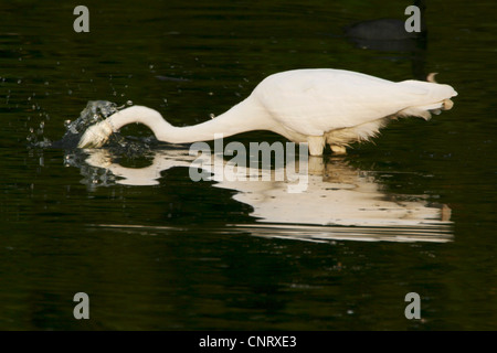 Grande Aigrette Grande Aigrette (Egretta alba, Casmerodius albus, Ardea alba), de recherche de nourriture dans l'eau, de l'Allemagne, Bade-Wurtemberg Banque D'Images