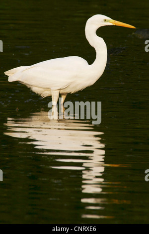 Grande Aigrette Grande Aigrette (Egretta alba, Casmerodius albus, Ardea alba), debout dans l'eau, de l'Allemagne, Bade-Wurtemberg Banque D'Images