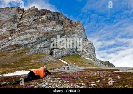 Arcitic à photographier la flore Hornsund, le sud-ouest de la Norvège, Spitzberg, Svalbard Banque D'Images