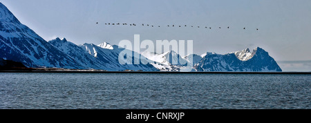 Mergule nain (Alle alle), grande ligne de peu d'alcidés tête vers la côte de Prins Karls Forland comme le soleil rizes, Norvège, Spitzberg, Svalbard 151 Banque D'Images