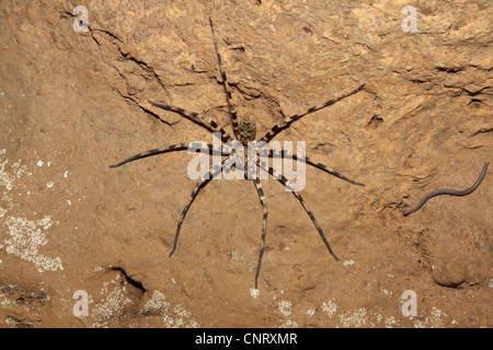 Grotte d'araignée araignées (Nesticidae), sur un mur d'une grotte, la Thaïlande, Khao Sok NP Banque D'Images