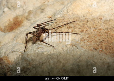 Grotte d'araignée araignées (Nesticidae), sur un mur d'une grotte, la Thaïlande, Khao Sok NP Banque D'Images