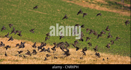 Étourneau sansonnet (Sturnus vulgaris), battant l'atterrissage sur l'acre, Allemagne, Rhénanie-Palatinat Banque D'Images