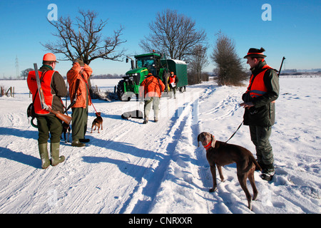 Chien domestique (Canis lupus f. familiaris), chasseur et chiens dans paysage de neige, Allemagne Banque D'Images