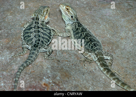 Dragon barbu (Amphibolurus barbatus, Pogona barbatus), portant sur une pierre Banque D'Images