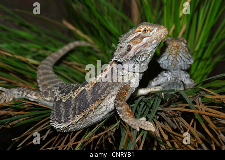 Dragon barbu (Amphibolurus barbatus, Pogona barbatus), l'étirement Banque D'Images