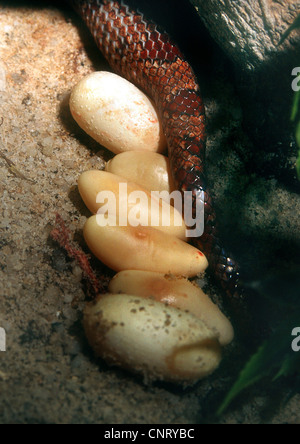 Corn snake (Elaphe guttata), avec des oeufs de serpent Banque D'Images