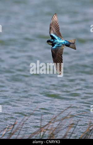 Hirondelle bicolore (Tachycineta bicolor), volant à un étang, USA, Floride Banque D'Images