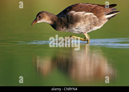 Gallinule poule-d'eau (Gallinula chloropus), la marche dans l'eau, de l'Allemagne, Rhénanie-Palatinat Banque D'Images