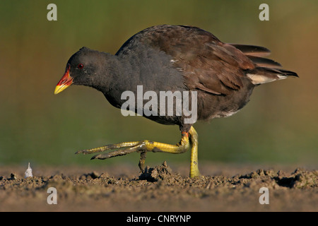 Gallinule poule-d'eau (Gallinula chloropus), nourriture adultes à un plan d'eau, de l'Allemagne, Rhénanie-Palatinat Banque D'Images