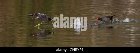 Gallinule poule-d'eau (Gallinula chloropus), couple sur l'eau, chassant les hommes fuyant Femme, Allemagne, Bade-Wurtemberg Banque D'Images