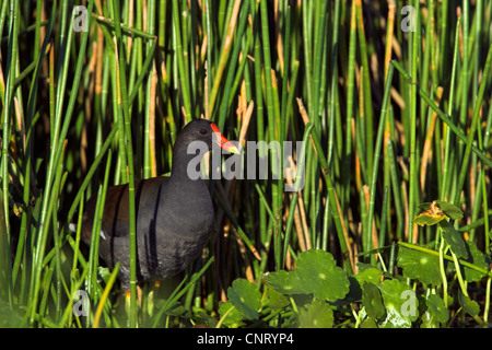 Gallinule poule-d'eau (Gallinula chloropus), entre les plantes adultes au bord d'un plan d'eau, USA, Floride Banque D'Images