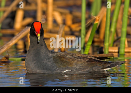 Gallinule poule-d'eau (Gallinula chloropus), des profils dans l'eau, USA, Floride Banque D'Images