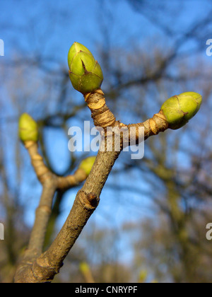 L'érable sycomore, grand érable (Acer pseudoplatanus), des branches avec des bourgeons, Allemagne, Rhénanie du Nord-Westphalie Banque D'Images