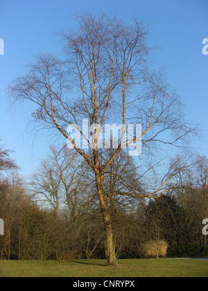 River, bouleau (Betula nigra bouleau noir), l'arbre dans un parc en hiver Banque D'Images