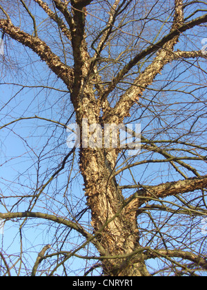 River, bouleau (Betula nigra bouleau noir), de la tige Banque D'Images