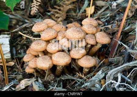 Une troupe de champignon Armillaria ostoyae (miel) de plus en plus élevé, B-3461 bois de West Sussex. Novembre. Banque D'Images