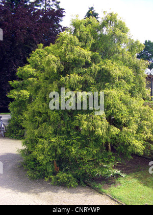 Sawara falsecypress (Chamaecyparis pisifera 'Filifera Aurea', Chamaecyparis pisifera Filifera Aurea, Chamaecyparis pisifera Filifera Aurea cultivar), Banque D'Images