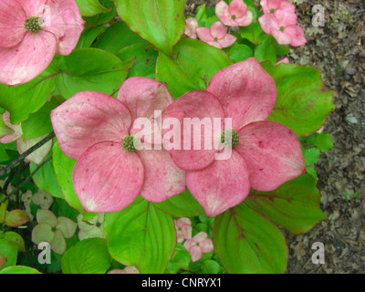 Cornouiller fleuri, cuisine américaine le buis (Cornus florida 'Rubra', Cornus florida rubra), le cultivar rubra avec bractées autant Banque D'Images