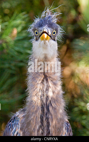 Héron cendré (Ardea cinerea), juvénile dans son nid Banque D'Images