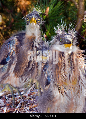Héron cendré (Ardea cinerea), les juvéniles dans son nid Banque D'Images