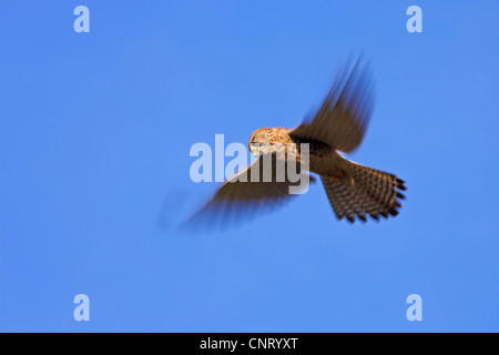 Faucon crécerelle (Falco tinnunculus), vol stationnaire, Allemagne, Rhénanie-Palatinat Banque D'Images