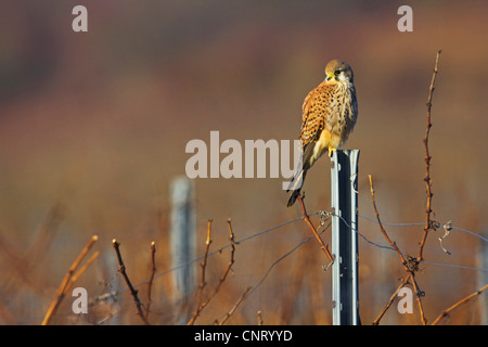 Faucon crécerelle (Falco tinnunculus), sur piquet, Allemagne, Rhénanie-Palatinat Banque D'Images