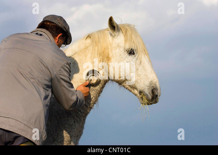Cheval de Camargue (Equus caballus przewalskii. f), l'homme marques un cheval, en France, en Camargue Banque D'Images