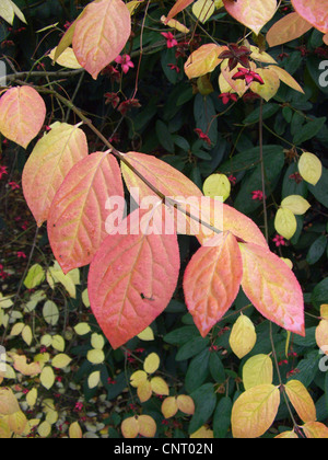 Arbre généalogique dangle Dingle (Euonymus planipes), branche Banque D'Images