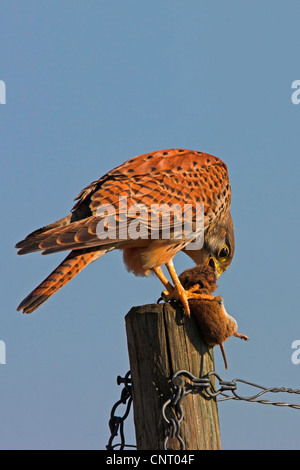 Faucon crécerelle (Falco tinnunculus), l'alimentation de la souris d'un pieu, Allemagne, Rhénanie-Palatinat Banque D'Images