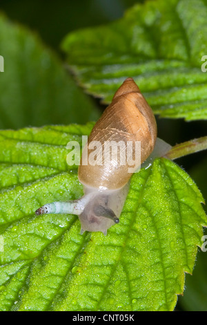 Escargot orange pourrie, grand escargot orange, O. h. kanabensis (Succinea putris européenne), épaissie infestation parasitaire palpe indique avec Leucochloridium paradoxum Banque D'Images