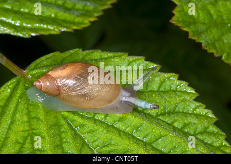 Escargot orange pourrie, grand escargot orange, O. h. kanabensis (Succinea putris européenne), épaissie infestation parasitaire palpe indique avec Leucochloridium paradoxum Banque D'Images