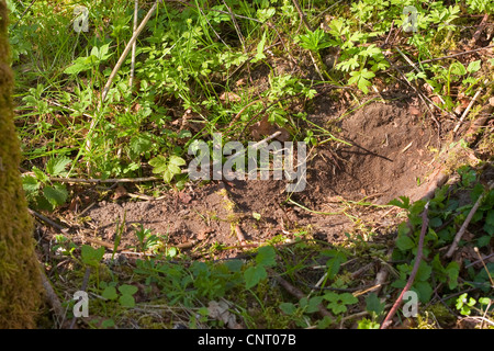 Lièvre d'Europe (Lepus europaeus), lieu de repos sur le sol forestier Banque D'Images