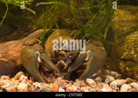 L'écrevisse signal (Pacifastacus leniusculus), portrait en aquarium, Allemagne Banque D'Images