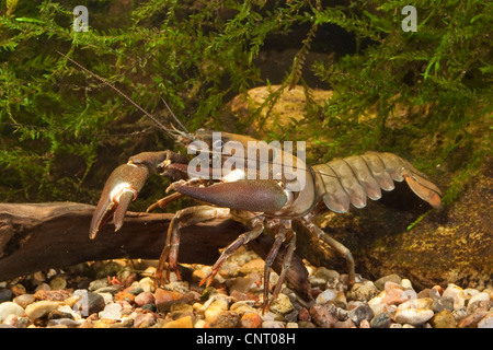 L'écrevisse signal (Pacifastacus leniusculus), portrait en aquarium, Allemagne Banque D'Images