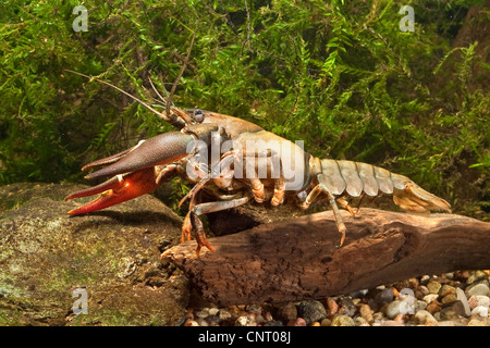 L'écrevisse signal (Pacifastacus leniusculus), portrait en aquarium, Allemagne Banque D'Images