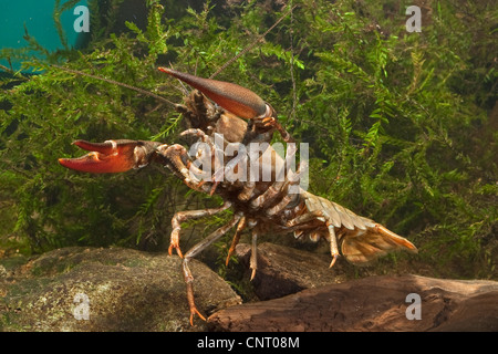 L'écrevisse signal (Pacifastacus leniusculus), dans l'aquarium, Allemagne Banque D'Images