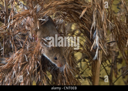 La récolte de l'Ancien Monde (souris Micromys minutus), remontée sur reed Banque D'Images